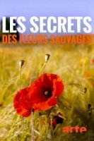 Тайны полевых цветов/Les secrets des fleurs sauvages