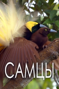 Самцы/The Male