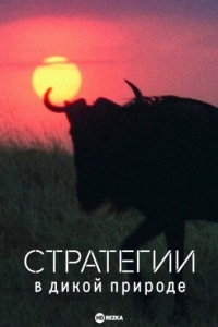 Стратегии в дикой природе/Wild Strategies